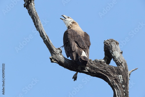 Photography Pallas's fish eagle (Haliaeetus leucoryphus), also known as Pallas's sea eagle or band-tailed fish eagle, is a large, brownish sea eagle