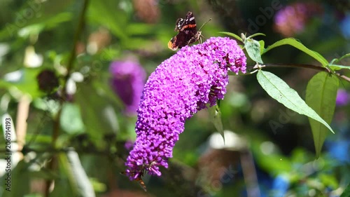 Admiral Schmetterling auf einem Sommerflieder