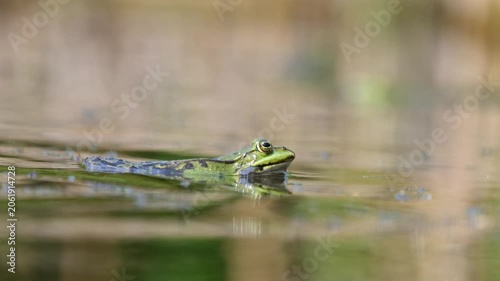 Nahaufnahme eines Wasserfrosches mit Schallblasen in einem Gartenteich