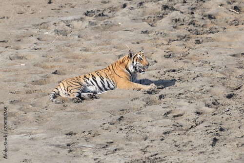 Canvas Print Bengal tiger is a population of the Panthera tigris tigris subspecies