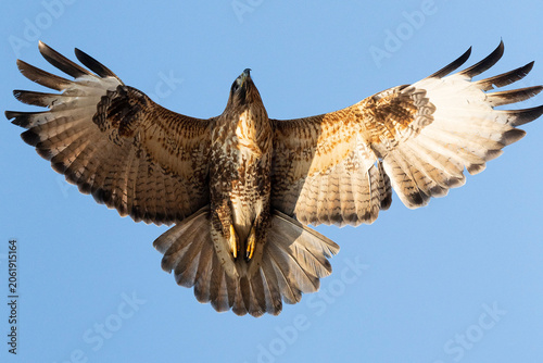 Tableau sur toile Wild eastern buzzard bird flying in blue sky with spreading wings in south korea