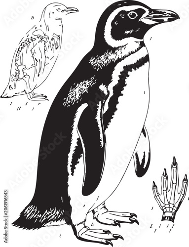 Slika na platnu Magellanic penguin anatomical illustration with skeletal and foot detail on whit