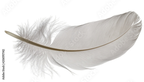 Foto Delicate white feather with fluffy barbs, isolated on transparent background