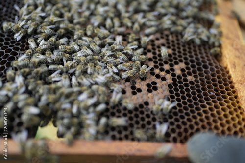 Macro Close-Up of Honeybee Colony on Honeycomb Frame Featuring Queen Bee Surrounded by Worker Bees During Hive Inspection
