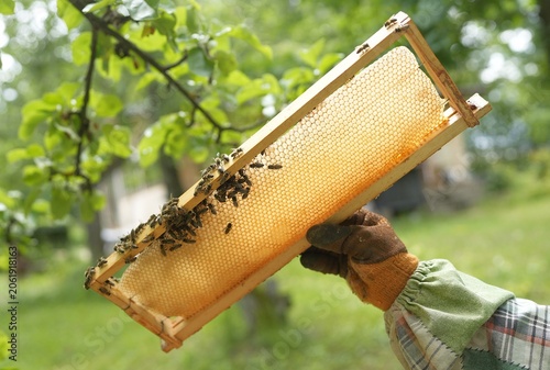 Beekeeper Holding Up Golden Honeycomb Frame with Bees Against Green Summer Garden Background