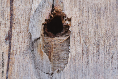 Grungy background of aging construction timber panel with deep split and natural fibrous texture. Rough weathered wood surface showcasing severe environmental decay and dry splinters in macro detail