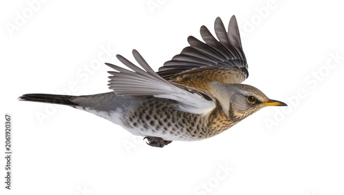 Εκτύπωση καμβά Fieldfare bird with spread wings in flight, isolated on transparent background