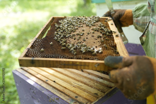 Close-Up of Healthy Bees Covering Honeycomb Frame Held by Beekeeper During Hive Inspection in Summer Apiary for Honey Production