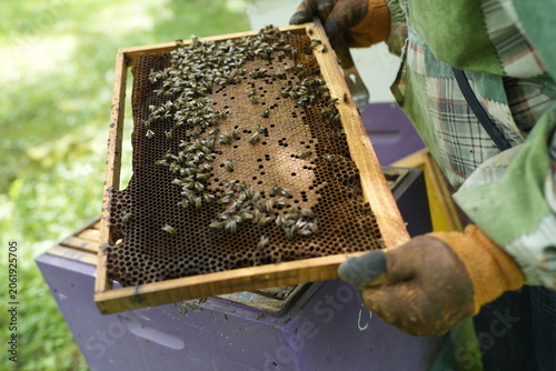 Close-Up of Healthy Bees Covering Honeycomb Frame Held by Beekeeper During Hive Inspection in Summer Apiary for Honey Production