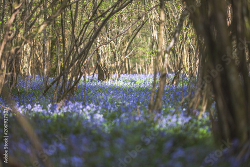 Quadro su tela Enchanting bluebell carpet blankets a sun-dappled forest floor in spring