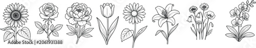 Set of decorative botanical flower illustrations hand drawn sketches with botanical illustration ornament decoration wildflower isolated