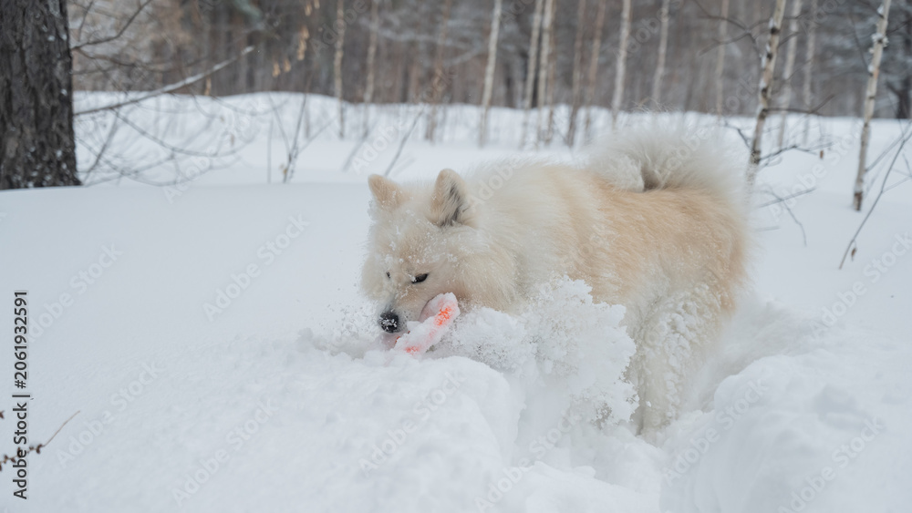 Fototapeta premium A Samoyed dog plays with a puller on a winter walk.