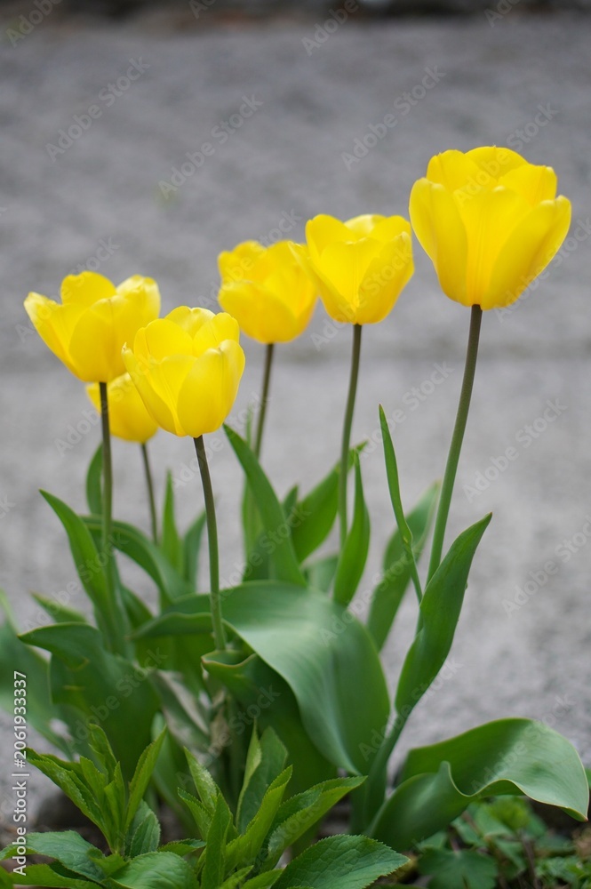 Obraz premium tulips in the garden
