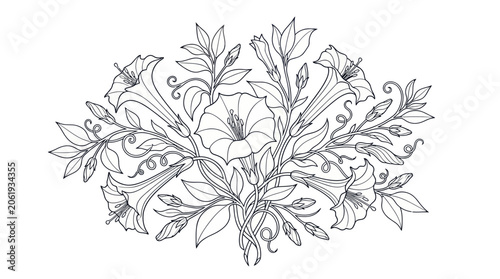 Datura Flower Botanical Outline Illustration
