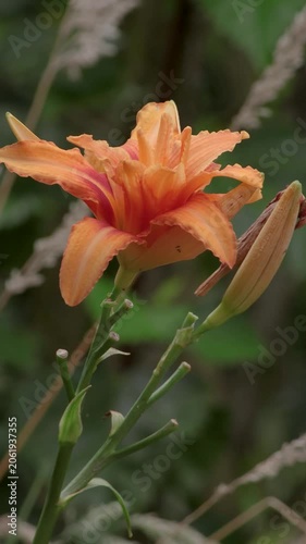 Orange lily flower being rocked by a soft wind
