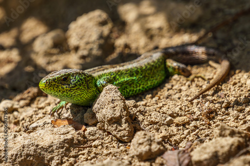 Obraz na plátně Close-up portrait of a green sand lizard basking on the ground