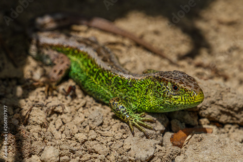 Fotografie Close-up portrait of a green sand lizard basking on the ground