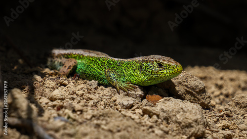 Canvas-taulu Close-up portrait of a green sand lizard basking on the ground