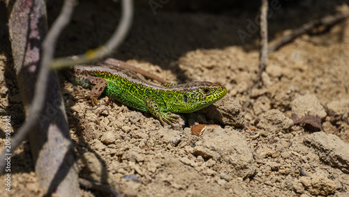 Canvas-taulu Close-up portrait of a green sand lizard basking on the ground