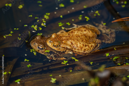 Photography Common toads mating in a pond during spring breeding season