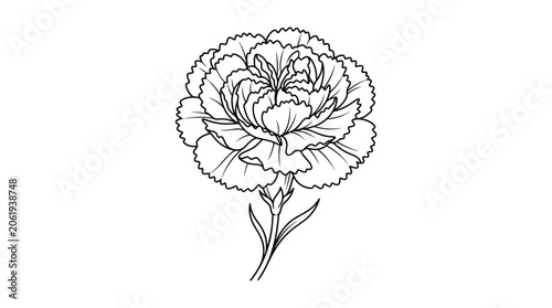 Fotografie Carnation flower outline with layered ruffled petals and stem