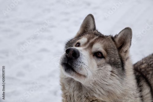 Husky dog portrait