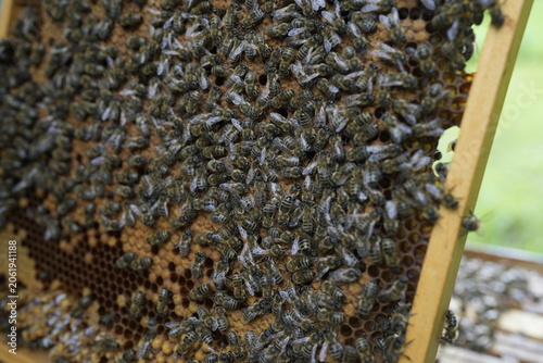 Macro Close-Up of Honeybee Colony on Honeycomb Frame with Worker Bees During Hive Inspection