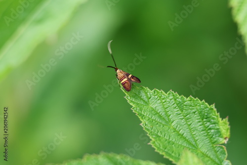the beautiful yellow barred longhorn moth (Nemophora degeerella)
