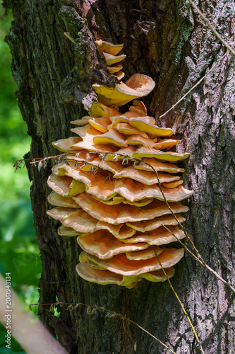 Принти на полотні Bright orange sulfur shelf bracket fungus growing on a tree trunk