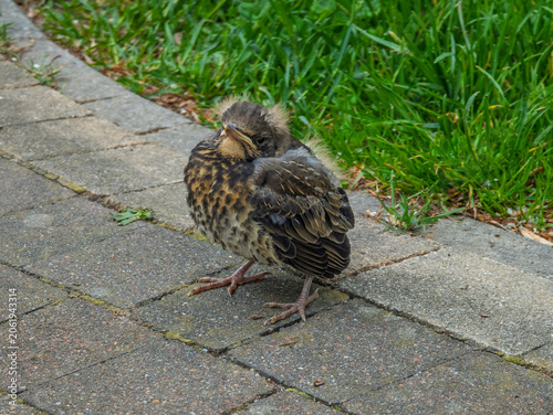 Konstfotografi Young fledgling thrush bird standing on a stone pavement outdoors