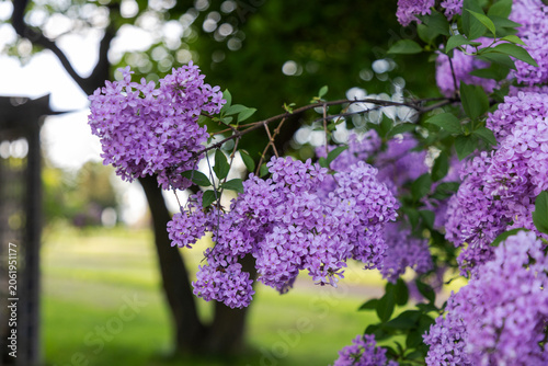 Close up of blooming purple lilac flowers on branch in public park. Blossoms in spring garden setting. Ornamental Gardens in Ottawa, Canada