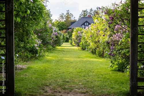 Blooming lilac garden path. Walk pathway in public botanical garden. Scenic spring landscape in Ornamental Gardens in Ottawa, Canada