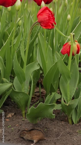 Tiny brown mouse foraging on dark soil beneath tall green tulip leaves. Red tulip blooms above. Wildlife, nature, spring garden, hidden, delicate ecosystem. High quality FullHD footage.