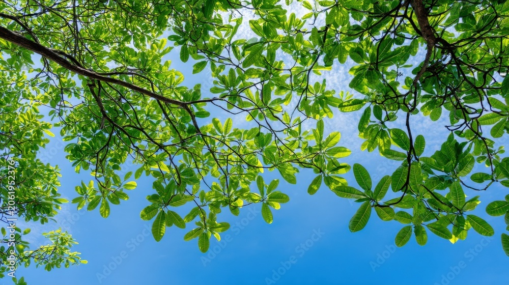Fototapeta premium Looking up through lush green tree leaves towards a bright, clear blue sky on a sunny day