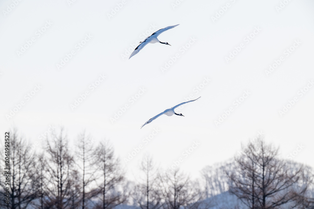 Obraz premium Two Red-crowned Cranes Flying over Winter Landscape in Tsurui, Hokkaido / 北海道鶴居村の冬空を飛ぶ2羽のタンチョウ