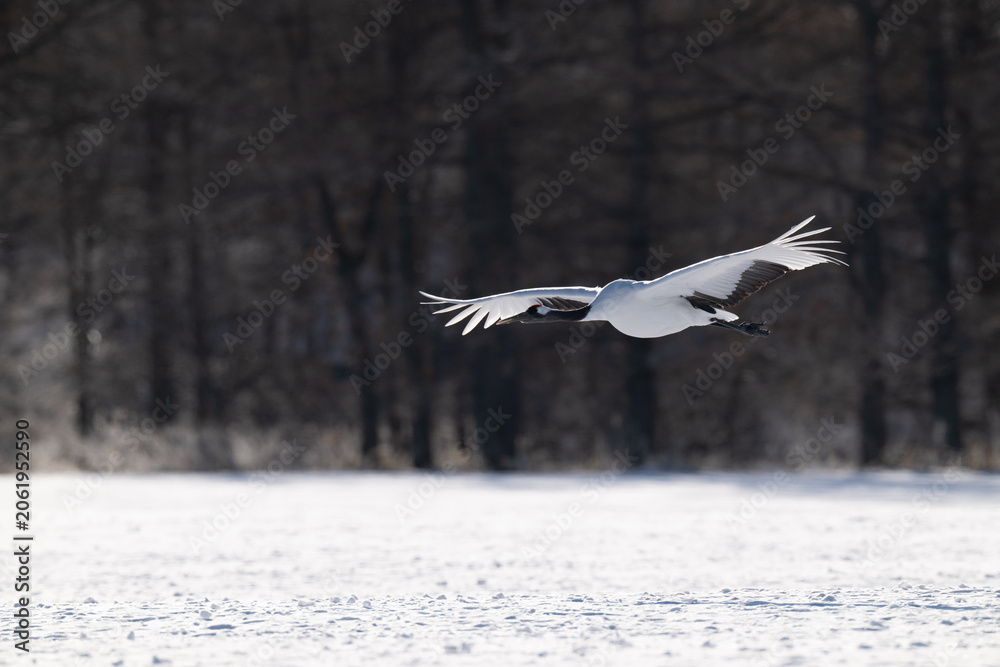 Obraz premium Red-crowned Crane Flying Low over Snowy Field in Tsurui, Hokkaido / 北海道鶴居村の雪原を低空飛行するタンチョウ