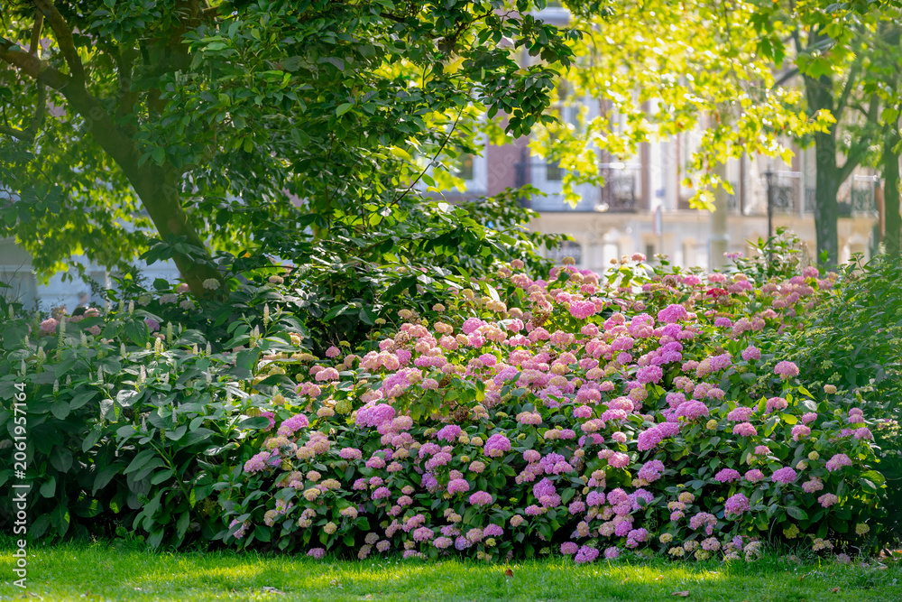 Fototapeta premium Summer landscape, Shrub of pink ornamental flowers and warm sunlight, Hydrangea and bushes trees in the park, Hortensia flowers are produced from early spring to late autumn, Natural floral background