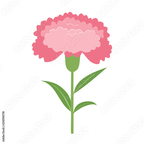 Pink Carnation Flower Flat Illustration