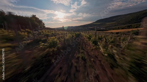 The FPV drone flies over the vineyard between the beds of vines against the background of the sun shining through a cloud over a slope of green hills. High quality 4k footage