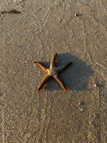 Fotografie starfish washed ashore at low tide