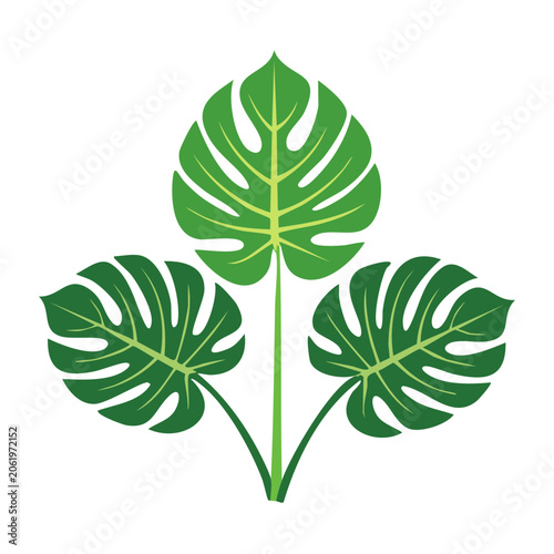 Monstera Leaf Illustration with Transparent Background