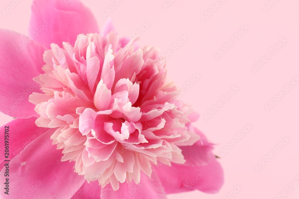 Fototapeta premium Beautiful peony flower on pink background, closeup. Space for text