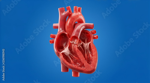 3D render of human heart cross section showing valves on blue background