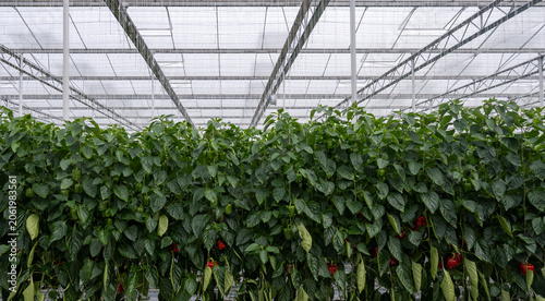 Konstfotografi Growing of green or red bell sweet paprika  vegetables, rows of plants, processi