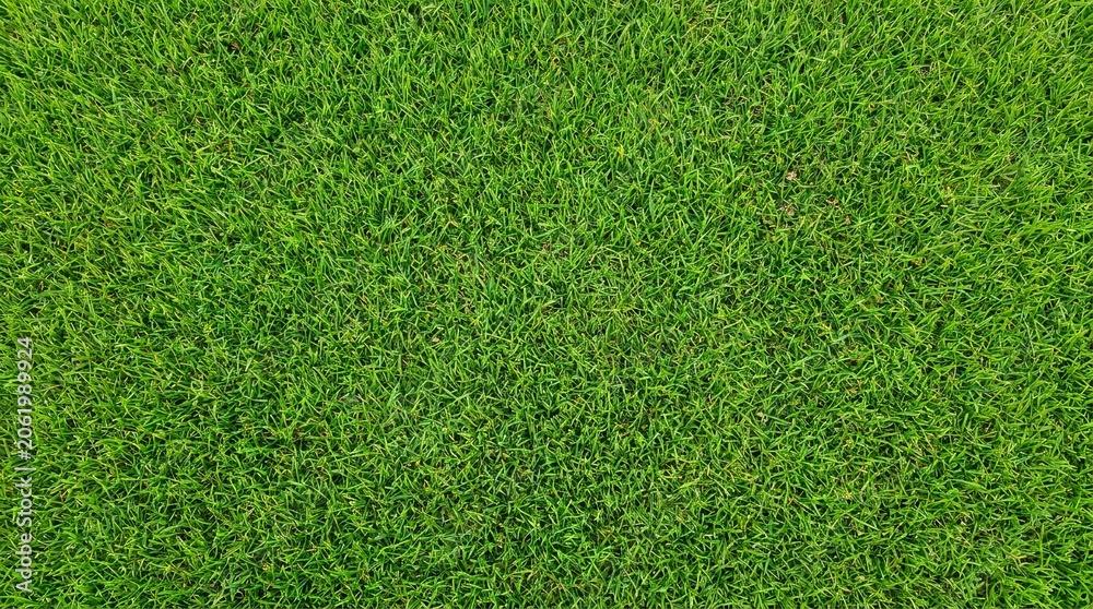 Obraz premium Perfect Green grass texture background. A perfectly manicured Sports field Pitch Garden Lawn wallpaper.