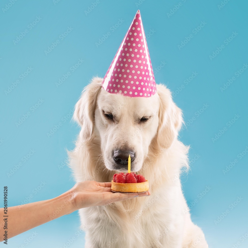 Fototapeta premium Happy Golden Retriever Dog Enjoying Birthday Celebration With Cake And Candle, Sitting In Studio Setting, Joyful Atmosphere For Pets And Their Owners. Pet Celebration Concept.