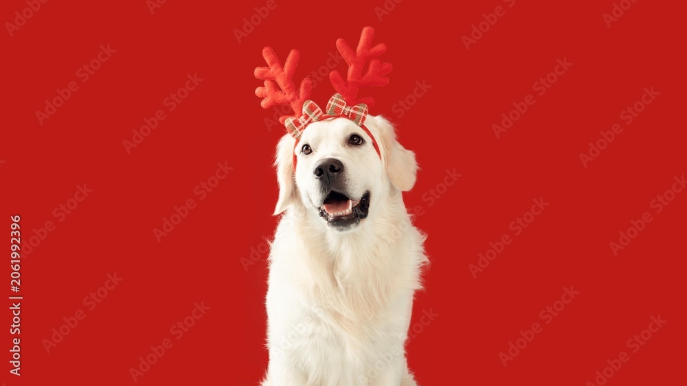 Fototapeta premium Happy White Dog Wearing Cute Antlers, Smiling Joyfully While Sitting In Front Of Bright Red Background, Perfect For Holiday Celebrations And Festive Mood. Animal Lover Concept.