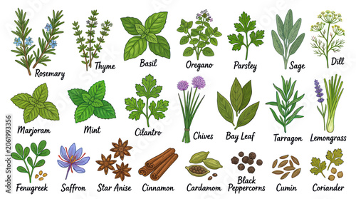 Tableau sur toile Collection of culinary herbs and spices with descriptive labels