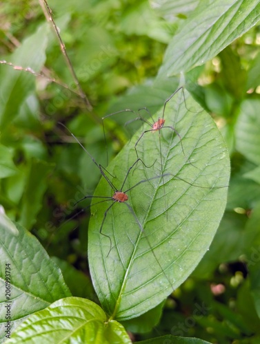 Φωτογραφία Mating harvestman