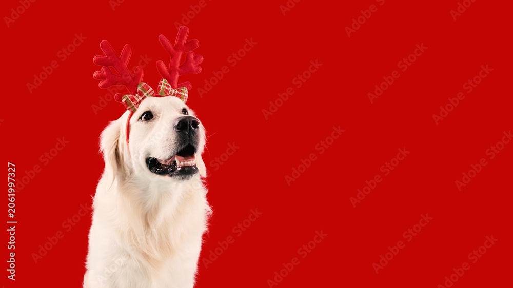 Fototapeta premium Happy Dog Facing Camera, Wearing Cute Reindeer Antlers, Sitting On Plain Red Background, Perfect For Holiday Greetings And Festive Themes. Joyful Pet In Holiday Spirit, Smiling.